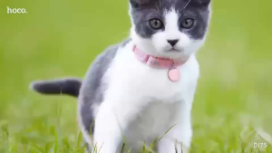 HOCO DI75 Anti-lost Device เครื่องติดตามระบุตำแหน่งได้ ใช้งานคู่กับแอพ Find My กันน้ำ IPX68