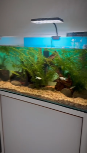 Crystal Clear Glass Aquascape 2ft Fish Tank Aquarium Fish Tank 60cm / 50cm / 40cm / 35cm / 30cm