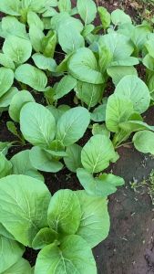Bibit Sawi Hijau SHINTA 2000 Butir Benih CAISIM SHINTA 2000 biji CAP PANAH MERAH