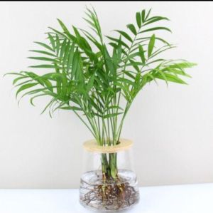 Tanaman Hias Yang Bisa Hidup Di Air - Tanaman Hias Palem Kuning