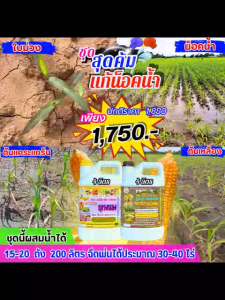 ชุดสุดคุ้ม บุเรงนอง ขนาด 4 ลิตร คู่กับ ระเบิดดิน ขนาด 4 ลิตร แก้น็อคน้ำ ต้นเหลือง แกร็น ต้นม่วง