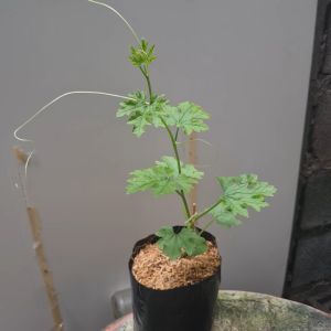 ต้นมะระจีน ในถุงเพาะชำ ต้นมะระ มะระจีน ต้นมะระ 100 ล้านมาส