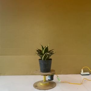 Cây Lưỡi Hổ Búp Sen - Cây Cảnh Để Bàn