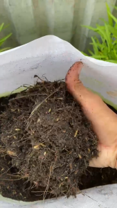 Giá thể đất trộn sẵn Phân trộn MekongTTS Cải Tiến – 100% Tự nhiên Giàu dinh dưỡng Thích hợp mọi loại cây trồng