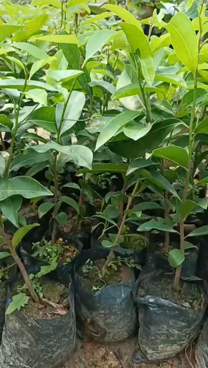 Cây giống sến xanh