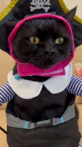 [สินค้าราคาพิเศษ] พร้อมส่ง ชุดหมาแมวแฟนซี โจรสลัดลายทาง | CLAWSET.BKK