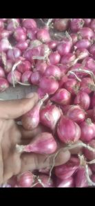 Sayuran Dan Bibit Bawang Merah Brebes Jawa Tengah.