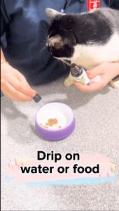 GoodLife DMG Immune Booster for Cats & Dogs Imunisasi Bagi Kucing & Anjing 15ml 30ml 150ml