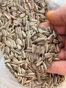 KUACI BIJI BUNGA MATAHARI 1/2KG(500g) REKOMENDED PAKAK BURUNG DAN UNGGAS