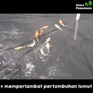 Plastik UV Hitam 100 micron 4 x 44 meter Untuk Tambak/Kolam