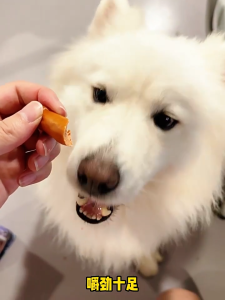 Pet Dental Chew Mini Sausages Healthy Training Treats for Dogs & Cats Dog Treats High-Protein Snack Perfect Training Reward For Dogs
