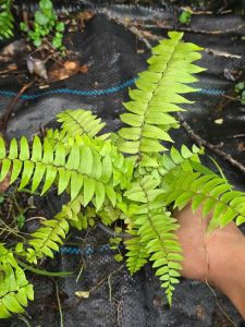 Cây dương xỉ lá me mini trang trí tiểu cảnhterrarium hồ cábàn làm việchòn non bộ