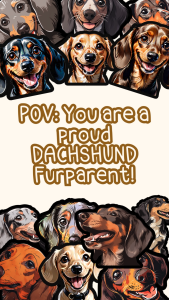 DACHSHUND DOG PEEKER STICKERS (WATEPROOF AND SCRATCH PROOF VINYL LAMINATED STICKER) FURPARENT GIFT IDEA