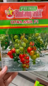Benih Tomat Citra Asia 5gram sekelas servo