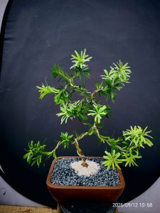 Podocarpus Bonsai plant