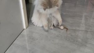 PetStern ลูกบอลของเล่นแมว แมว ขนนก ลูกบอล ลูกบอลเด้งแบบโต้ตอบขนาดเล็กทนทานซิลิโคนใช้งานง่ายลูกบอลวิเศษกลิ้งในร่ม