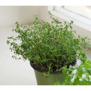Dried Thyme Flakes Premium Herbal Leaves for Cooking Meat Seasoning Soup Italian Herb