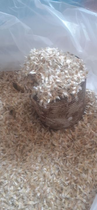 H%E1%BA%A0T%20GI%E1%BB%90NG%20N%C3%9AC%20N%C3%81C%20-%20Image%208