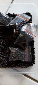 BUAH ANGKUNG KERING OBAT HERBAL STROKE/DARAH TINGGI DAN SARAF KEJEPIT 100 BIJI BONUS 10 BIJI