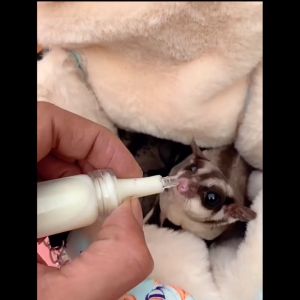 Sugar Glider Feeding Glass Bottle 蜜袋鼯喂食玻璃奶瓶