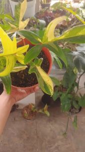 Philodendron Flobe Variegata Florida Beauty Tanaman Hias Daun Cantik dan Unik Menor Semua Real Pic