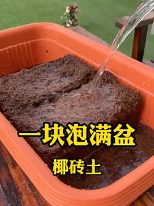 เปลือกมะพร้าว 600 กรัม อัดเป็นก้อน ล้างเพื่อกำจัดแทนนิน นำไปใช้ได้ทันที ค่า pH 5.5-6.5 นำไปใช้ได้ทันทีหลังจากแช่น้ำ การจัดส่งที่รวดเร็ว