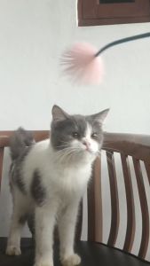 kucing/kitten BSH British short hair/BLH British long hair jantan 4 bulan