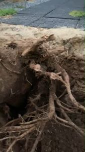 การ์ลอน 100 ซีซี สารกําจัดตอและรากไม้ ยาฆ่าตอไม้ ทําลายลายตอไม้ จํากัดตอไม้ ป้ายตอไม้ กําจัดราก กําจัดวัชพืช การ์ลอน 4