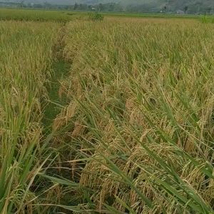 bibit padi digdaya terbaru