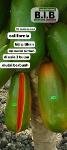 biji pepaya california isi 1000 butir biji kering pilihan