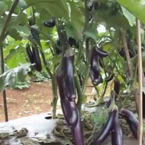 Pupuk Pelebat Buah Terong Ungu Hijau Bulat Lalap / Pupuk Booster Terong Berbuah Lebat Obat Penyubur