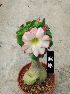 Mini Adenium Obesum Bonsai ID Han Bing 寒冰 迷你富贵花
