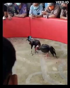 ไข่เชื้อไก่ชน ส.มีสุวรรณ100%เจ้าเยียร์ซิ่ง รับประกันเชื้อ ร้านจัดส่งไว ไข่ไก่ชน ไข่ไก่ ไข่ไก่ ชน ไข่ไก่สีทอง - Lazada