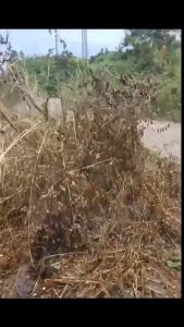 💗🙋‍♀️💗【整件批发】好收成41%草甘膦异丙胺盐灭生性除草剂非耕地除草一