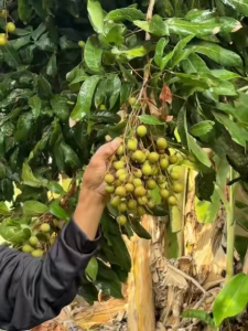 จะเด็ด 3 เอจัมโบ้ ขนาด4ลิตร ไคโตซาน อะมิโน นํ้าตาลทางด่วน สาหร่ายทะเล อาหารพืช ปุ๋ย ฮอร์โมนพืช ฉีดพ่นทางใบ ฮิลมิค