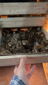 ไข่เชื้อนกกระทา สายพันธุ์ มาเล-ญี่ปุ่น