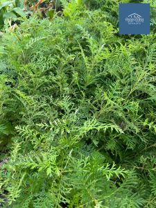 ต้นซิลเวอร์โอ๊ค 1 ชุด 10 ต้น ไม้โตเร็ว ต้นไม้ความหมายดี สูง 20 cm ขึ้นไป เสียหายเคลมฟรี