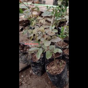 Bibit Kelengkeng Merah Hasil Okulasi Cepat Berbuah