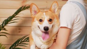 Gold Dog Collar & Diamond Cuban Chain: A Stylish Accessory for Medium & Large Dogs