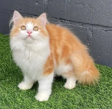 Kucing Anggora