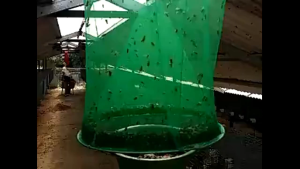 ตาข่ายดักแมลง วัน ถ้วยใส่เหยื่อฟรี สินค้าพร้อมส่งจากไทย