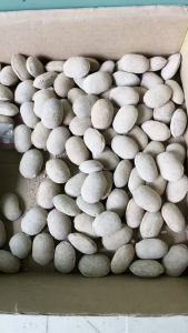 Phân Hạt Bàng Tan Chậm Nhật 12-6-6 Bón Hoa Lan Cây Cảnh Bonsai - MAI HUY - MSP 1477