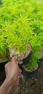 Tanaman hias/brokoli kuning