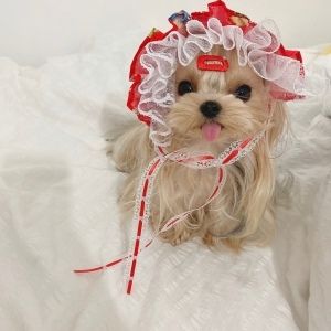 Pet Sun Hat Paper Pattern Dog Cat Toy Poodle Bichon Frise Shiba Inu French Bulldog Teddy Pomsky Hat Template Drawing