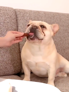 My Dog Nutrition Dental Sticks Treats Multiple Flavors Pet Snack Dental Sticks Puppy Food Treat
