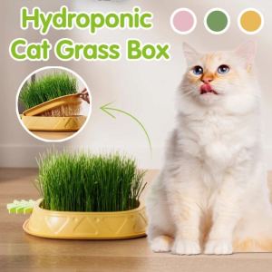 Cat Grass Seed Box Hydroponic Organic Grass Seed Cat Treat Snack Pineapple Shape Cat Grass Set