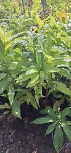 อะบิวเพาะเม็ด ขนาดต้น 50ซม.