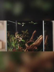 Xiaomi Mijia Smart Desktop Fish Tank Aquarium Tanks APP Control One-Button Drainage Self-Circulating Smart Fish Tank小米米家智能桌面鱼缸