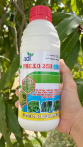 PAC.LO 250 SỮA - Ức Chế Quá Trình Sinh Trưởng Cây Ức Chế Rễ Non Khống Chế Dòi Đọt Phân Hóa Mầm Hoa Giúp Ra Hoa Đồng Loạt Chống Nghẹn Hoa (Chai 1 Lít)