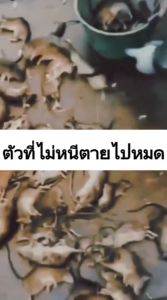 【100ปีไม่มีหนู】 🐀ไล่หนู ตายที่นอกบ้าน ไม่เป็นอันตรายต่อมนุษย์และสัตว์ น้ำยาฉีดไล่หนู ลูกเหม็นไล่หนู ยาฆ่าหนู ยากำจัดหนู ยาเบื่อหนูตายแห้ง